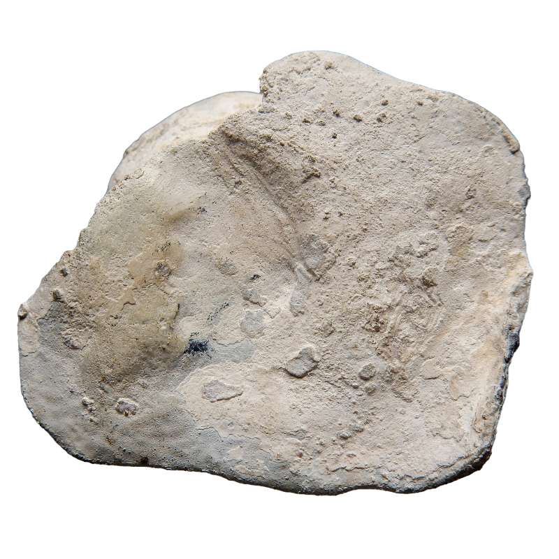 Coin image